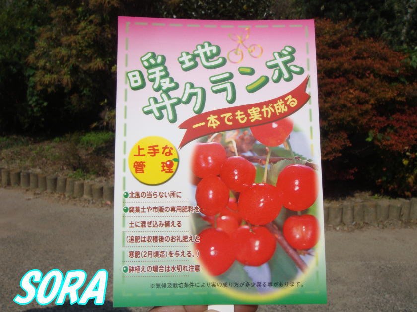 暖地サクランボ H1000〜1200　植木 苗