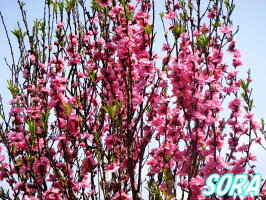 樹高h 3000mm 照手花桃 桃花 単木 植木 苗 Sora 枝が横に広がらず箒状になる品種 ハナモモ 桃花 単木 照手花桃 樹高h 3000mm 照手花桃 桃花 単木 植木 苗 Sora 枝が横に広がらず箒状になる品種 ハナモモ 桃花 単木 照手花桃
