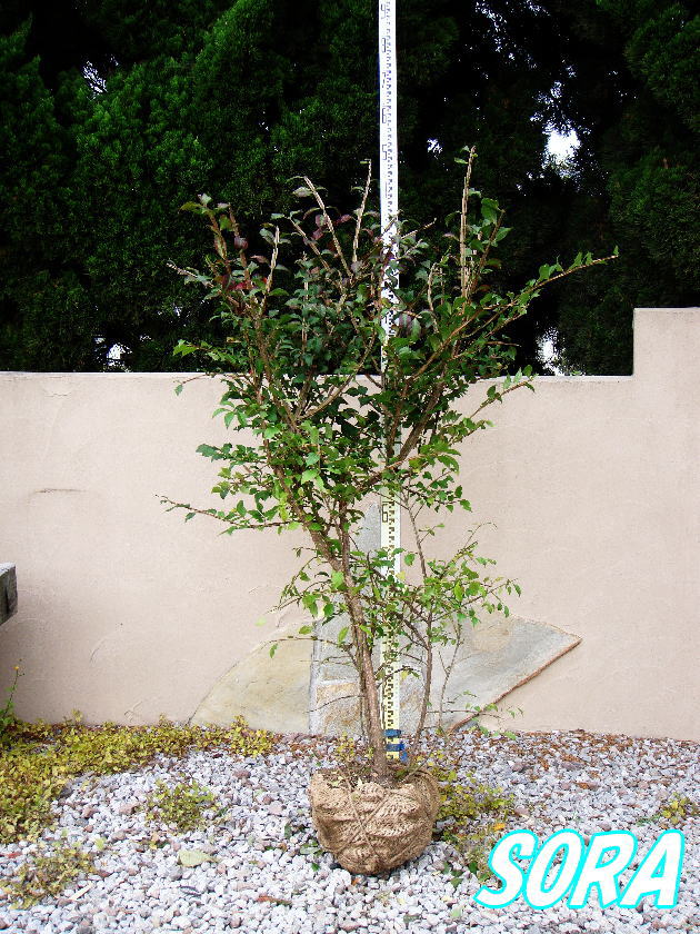 ニシキギ 樹高H:1500mm　植木 苗