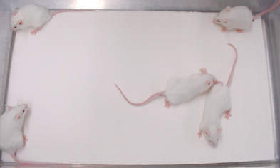 (直送)実験小動物用床敷材 パルマス3000 170×100mm 2240枚入