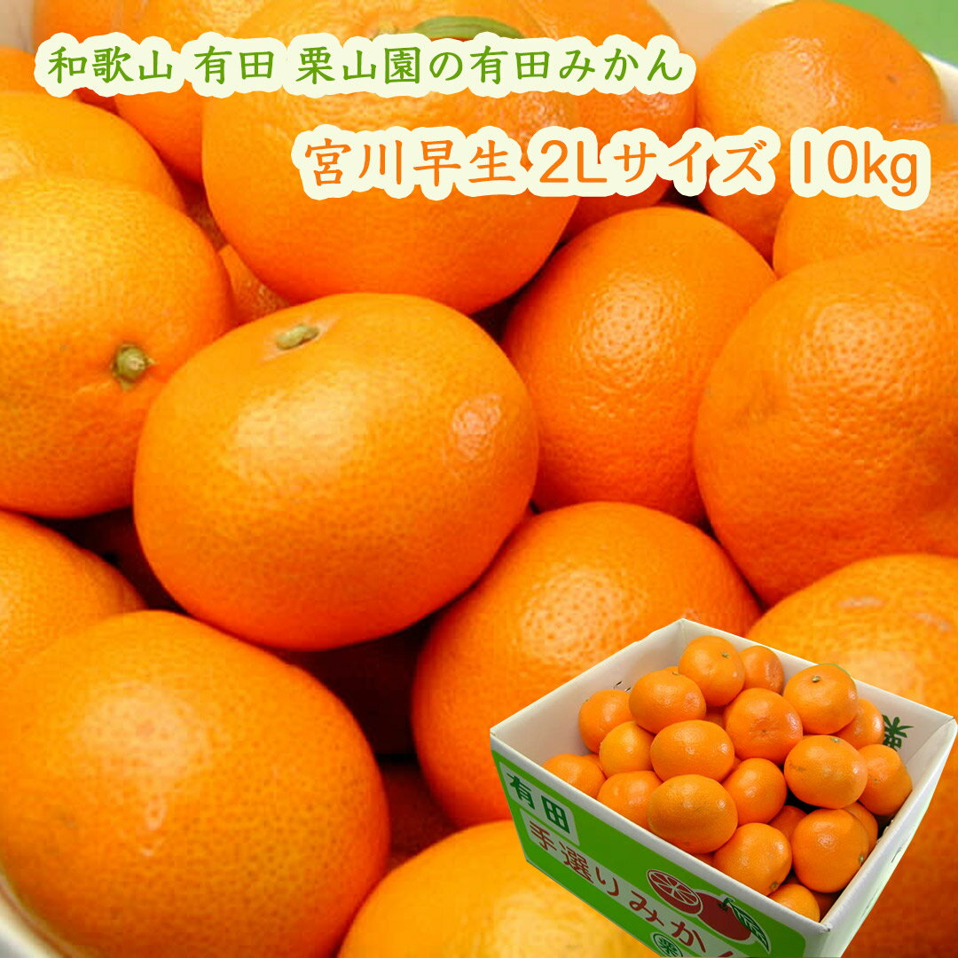 栗山園の有田みかん 宮川早生 2Lサイズ 10kg 送料無料(沖縄は1000円) お届けは11月下旬頃から 甘くて酸味もあり バランスのとれたみかん お歳暮 御歳暮にお薦め