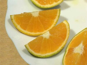 国産バレンシアオレンジ｜フレッシュでみずみずしい！美味しいおすすめは？