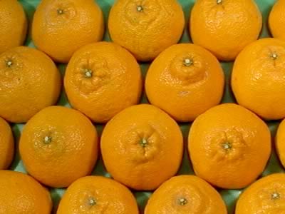 栗山園のデコポン大箱(約5kg)Lサイズ 20〜24個入り【送料無料(沖縄1000円)】
