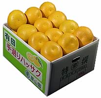 栗山園の八朔　2Lサイズ10kg【送料無料（沖縄1000円）】