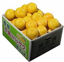 栗山園の八朔　Mサイズ10kg【送料無