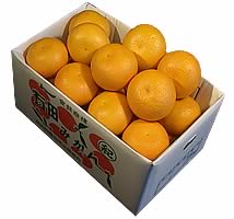 栗山園の八朔　Lサイズ7Kg【送料無料（沖縄1000円）】