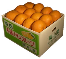 栗山園の田の浦オレンジ（新甘夏）2Lサイズ　10kg