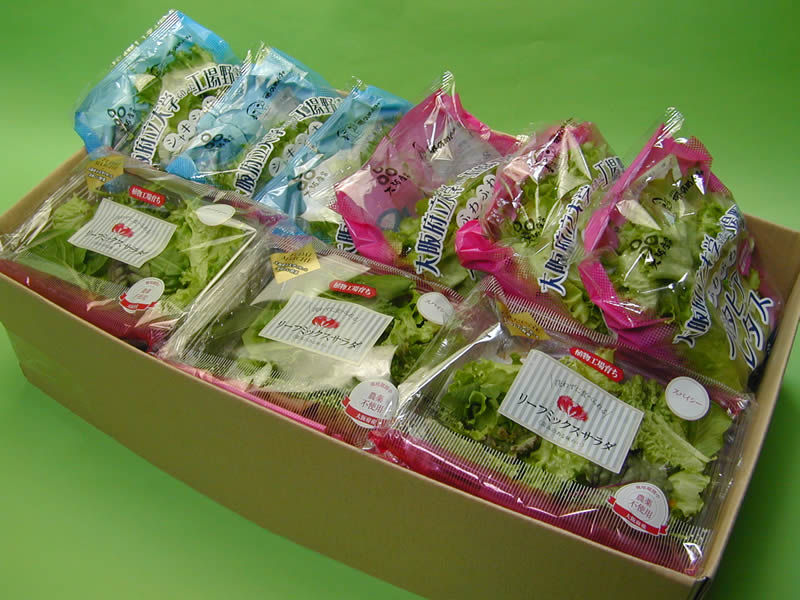大阪公立大学植物工場バタビアレタス(約70g) 3個(約210g)フリルレタス(約70g) 3個(約210g)リーフミックスサラダスパイシー(約35g)6個(約210g)【送料無料(北海道、沖縄は1000円)】
