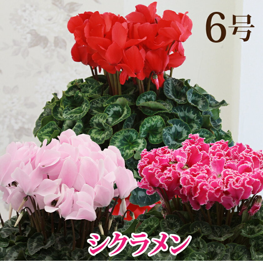 【シクラメン】鉢花 6号鉢 シクラメン パステルシクラメン お歳暮 花 クリスマスプレゼント 鉢植えのサムネイル