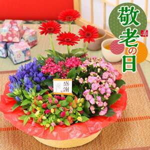 誕生日 花 ギフト プレゼント 鉢植え 花 寄せ鉢 5種の花で作る季節の花かご 敬老の日