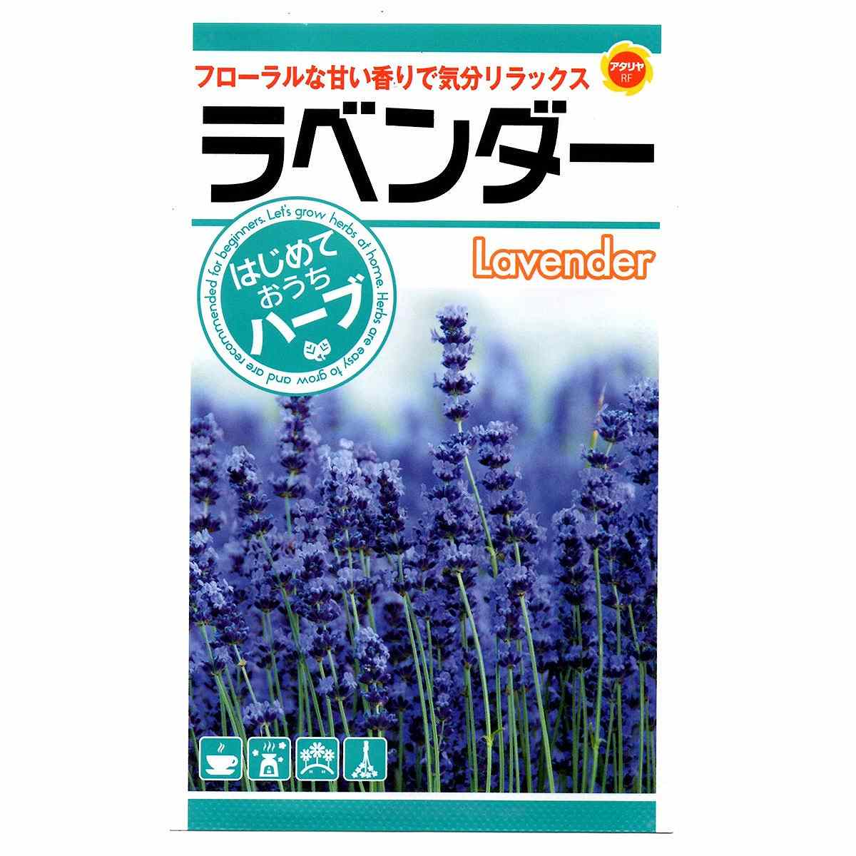 楽天イーハナス楽天市場店ラベンダー アタリヤ農園 Lavender フローラルな甘い香りで気分リラックス はじめておうちでハーブ ハーブ種 M