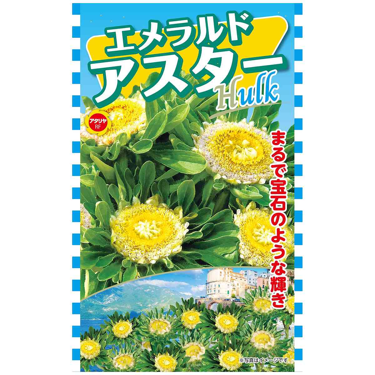 Other - エメラルド アスター アタリヤ農園 花 種 花 種子 花の種 花の種子 花種 M