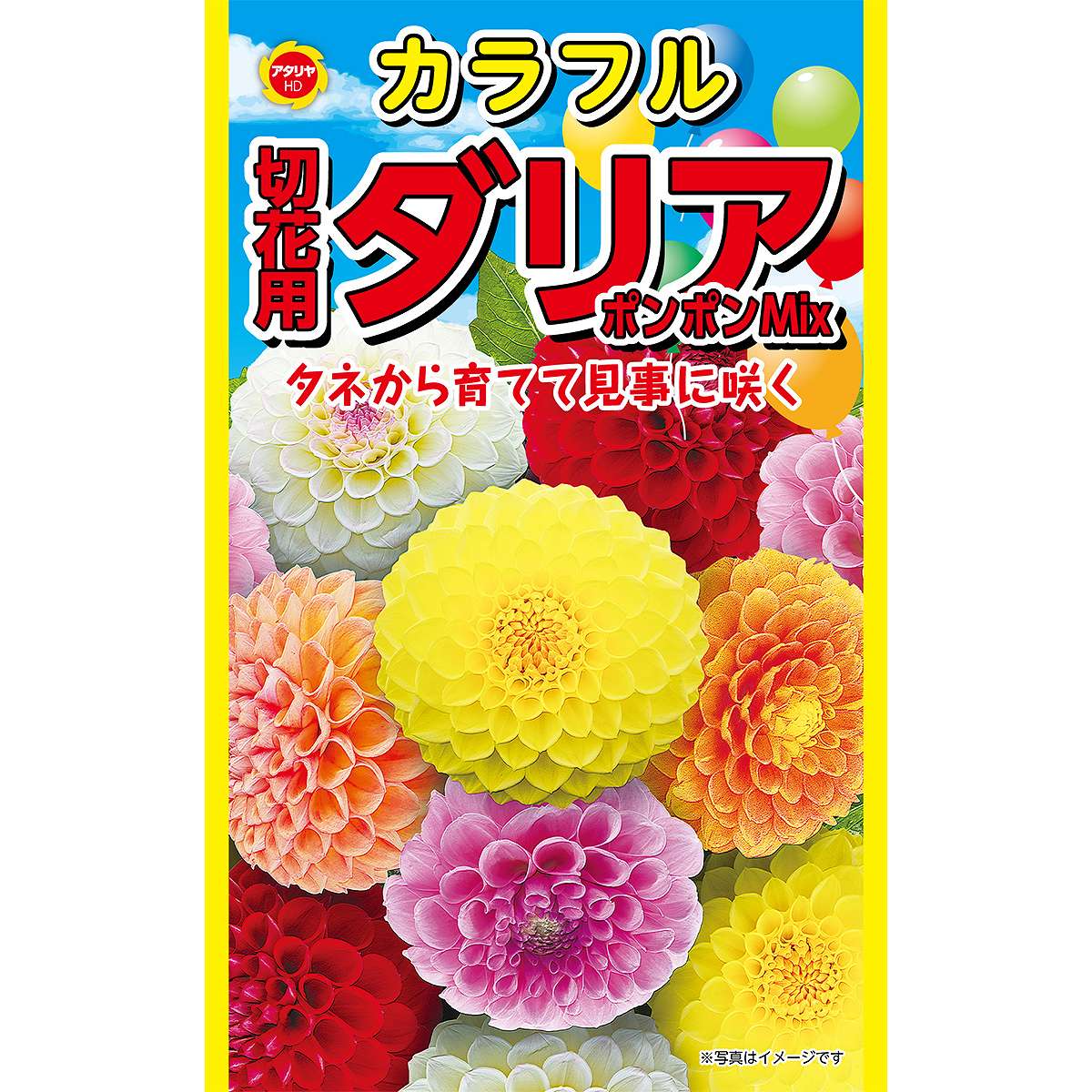 乐天商城 - カラフル 切花用ダリア ポンポン Mix アタリヤ農園 ダリア 種 ダリア 種子 花 種 ダリアの種 花の種 花種 M