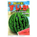 すいか 甘い大玉 病気に強く作り易く糖度抜群 野菜種 M