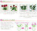 e-hanas2:10011352のサンプル画像2