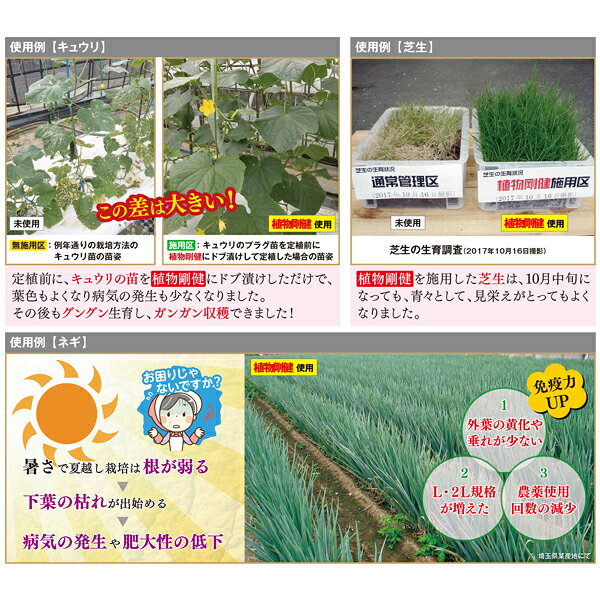 植物剛健 500ml 福井シード 活力剤 植物 活力剤 野菜 活力剤 花 活力剤 植物活力剤...