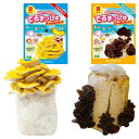 菌床キノコ 栽培セット 夏 でるまっしゅ たもぎたけ あらげきくらげ セット カネコ種苗 夏限定 タモギタケ キクラゲ 栽培キット 室内 きのこ 屋内 キノコ ...
