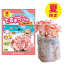 菌床キノコ 栽培セット 夏 でるまっしゅ ときいろひらたけ カネコ種苗 夏限定 トキイロヒラタケ 栽培キット 室内 きのこ 屋内 キノコ