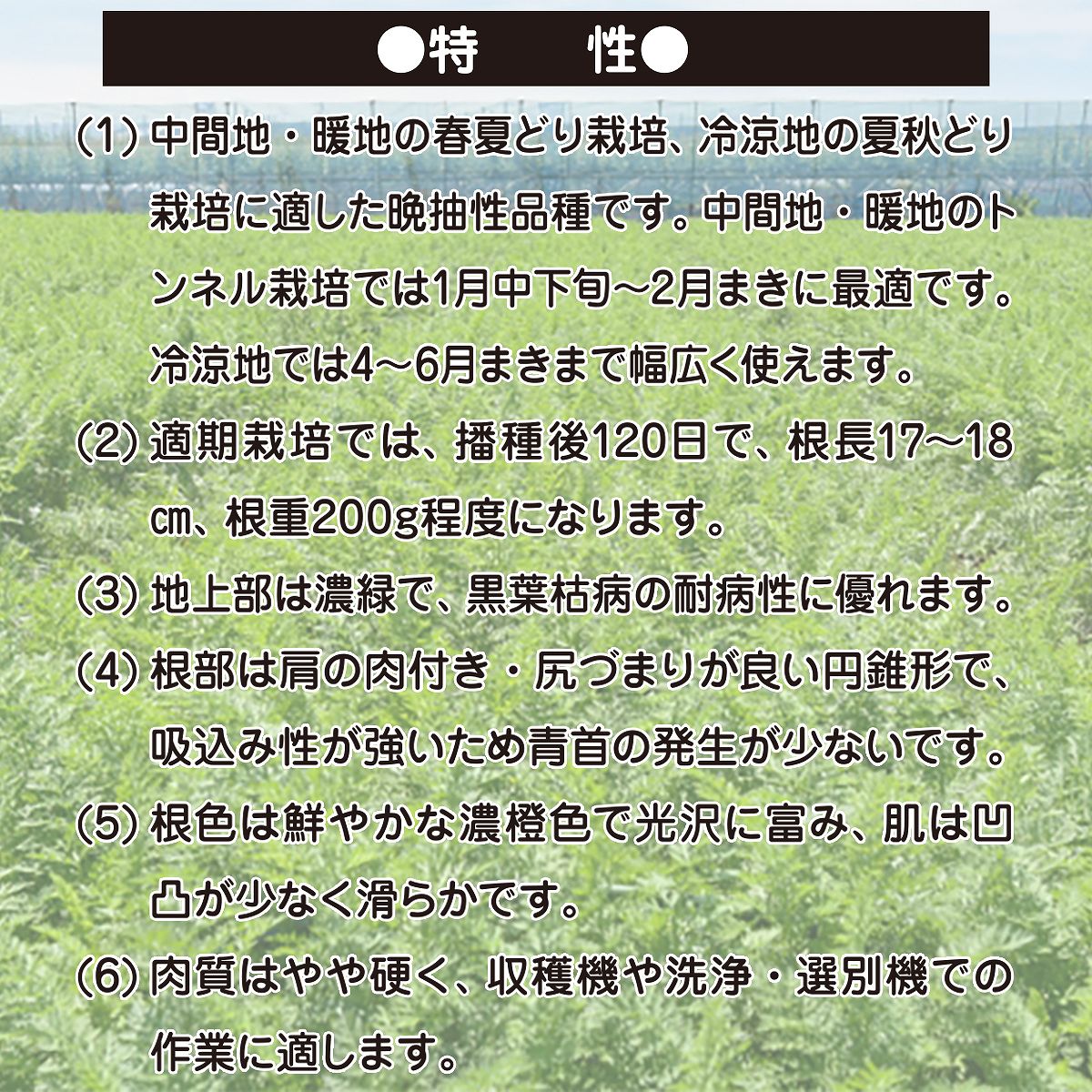 大容量 営利種 カネコ交配 紅琳(こうりん) ニンジン 2dl カネコ種苗 野菜 種 野菜 ...