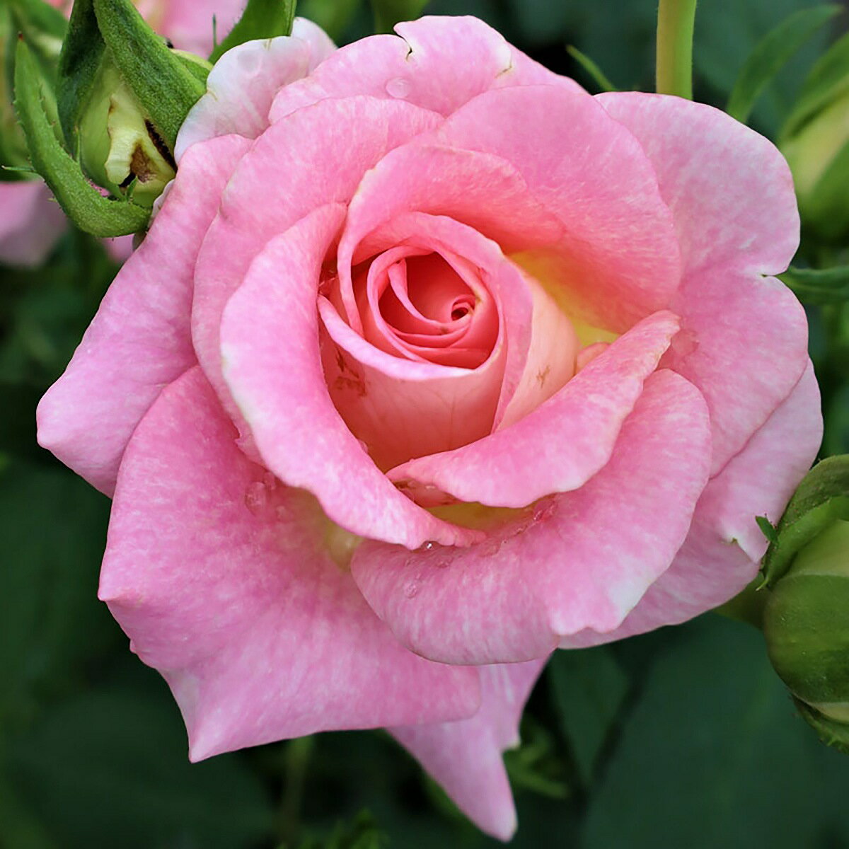 バラ苗カタログ付(2024-2025年版) バラ苗 2年大苗 シャイニングローズ エミオ 4号鉢 水谷農園 Shining Roses フロリバンダローズ ばら 苗 バラ苗 薔薇