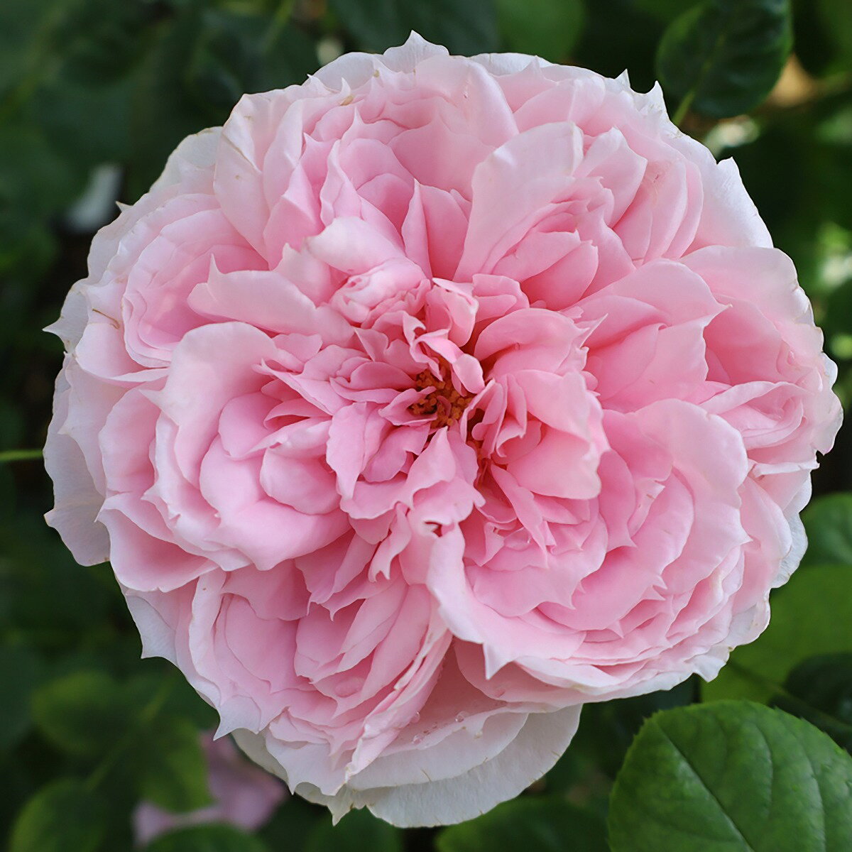 バラ苗 2年大苗 ノスタルジックローズ シェーネメイド 4号鉢 水谷農園 ハイブリットティーローズ 花苗 ..