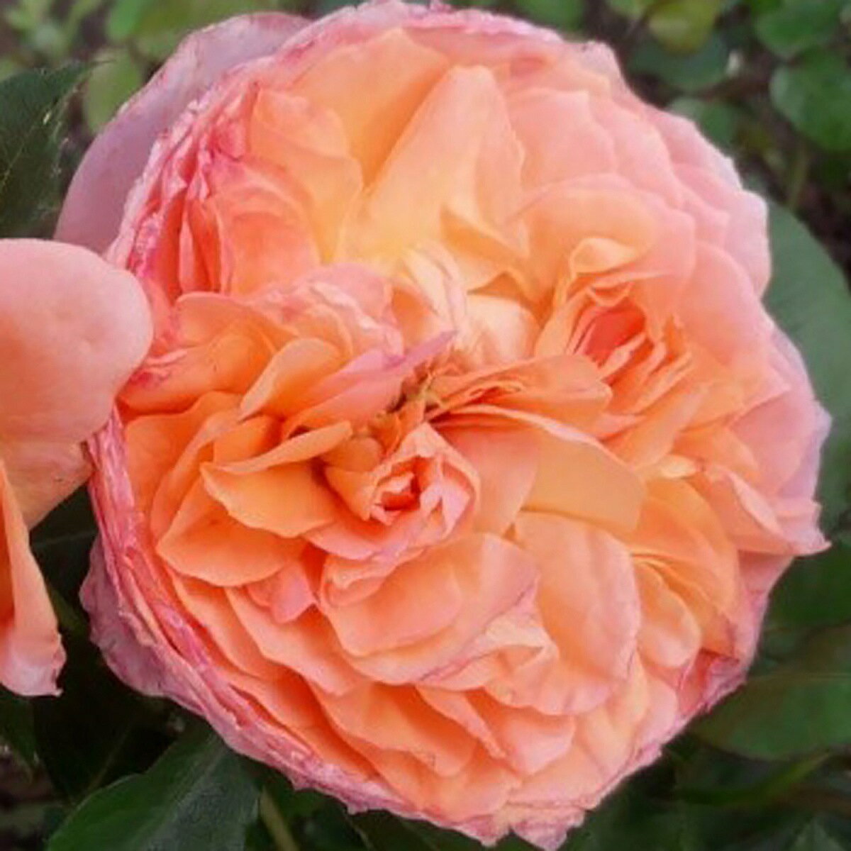 バラ苗 2年大苗 レンズローズ マークスジュビリー 4号鉢 水谷農園 フロリバンダローズ 花苗 バラ苗 花の苗 薔薇 苗 ばら 苗 花 苗 バラ 苗 薔薇の苗木 薔薇苗