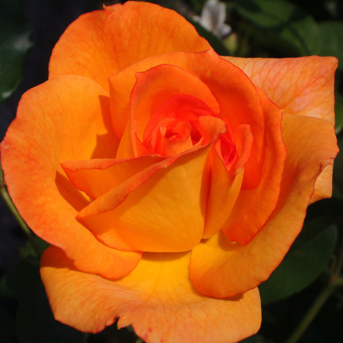 バラ苗 2年大株苗 ルンバ 中輪 4号鉢 水谷農園 花苗 バラ苗 花の苗 薔薇 苗 ばら 苗 花 苗 バラ 苗 薔..