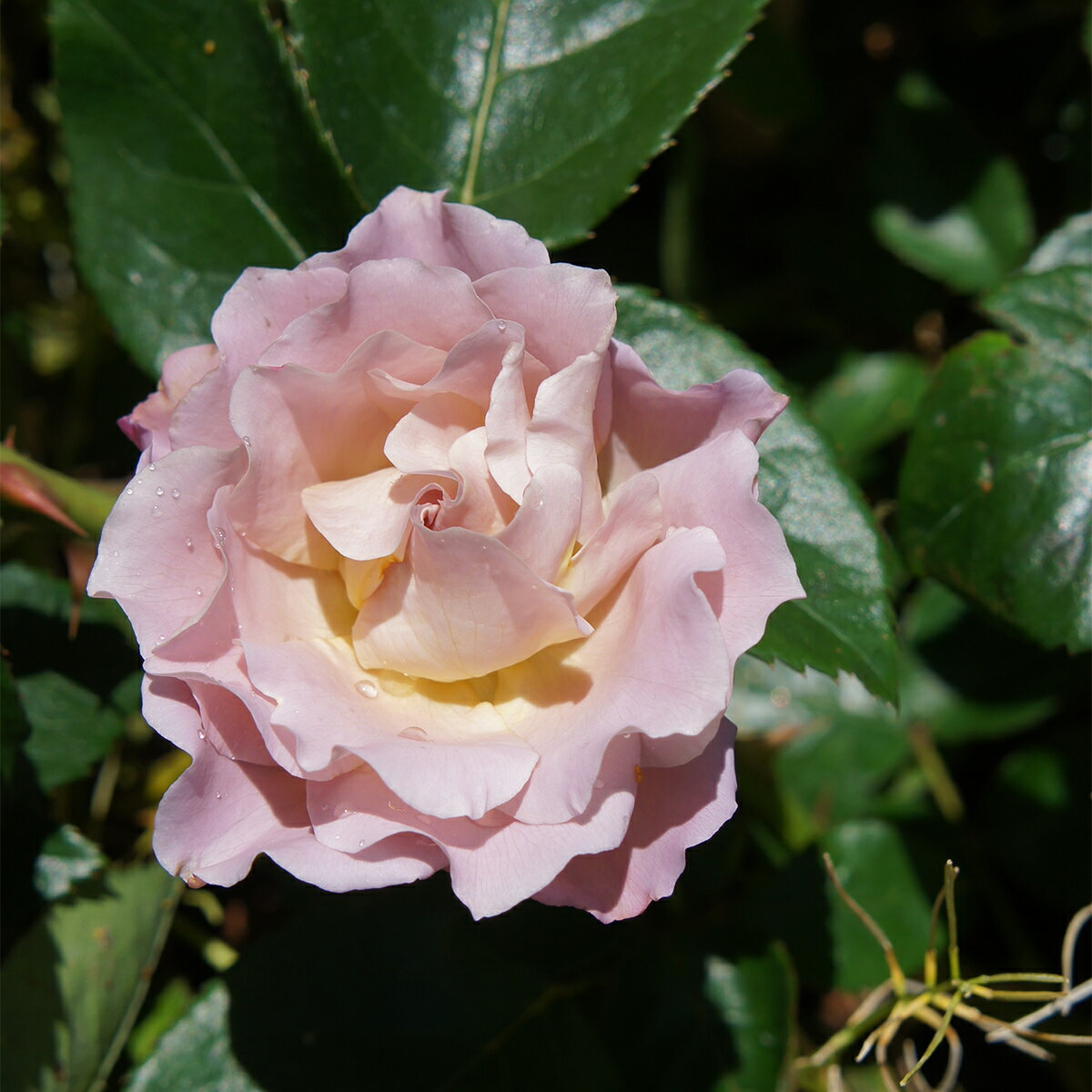 バラ苗 2年大株苗 エドゥアール・ヴェルミュレン 水谷農園 レンズローズ つる 4号鉢 花苗 バラ苗 花の..