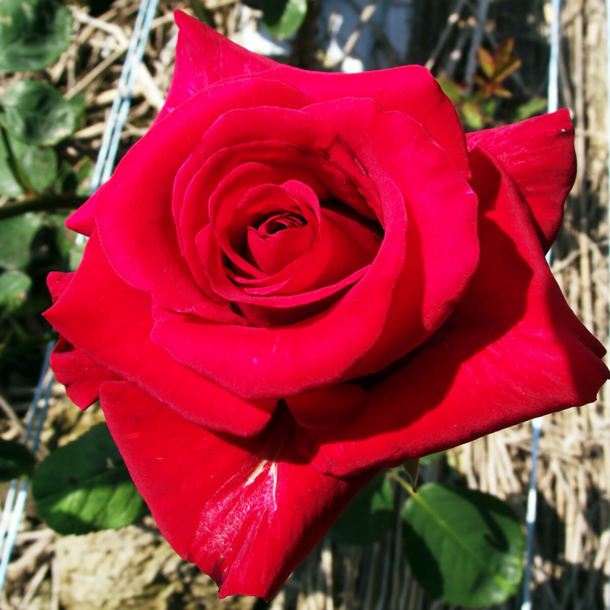 バラ苗 2年大株苗 カーディナル 大輪 4号鉢 水谷農園 花苗 バラ苗 花の苗 薔薇 苗 ばら 苗 花 苗 バラ ..