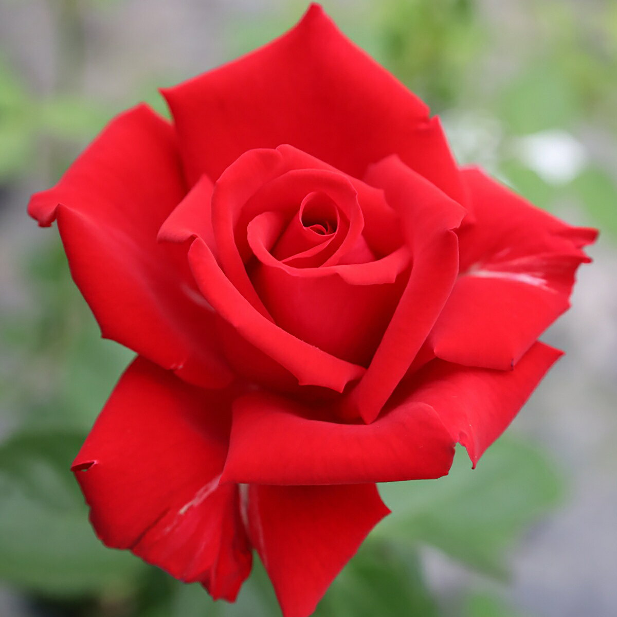 バラ苗 2年大苗 グランデアモーレ 4号鉢 水谷農園 クライミングローズ つるバラ 花苗 バラ苗 花の苗 薔..