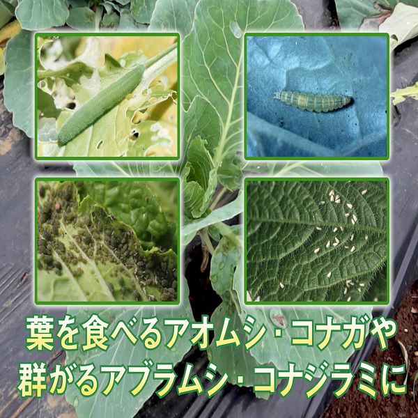 殺虫剤 ベニカAスプレー 1000ml×15本 KINCHO園芸 殺虫剤 農薬 殺虫剤 ベニカ 殺虫...