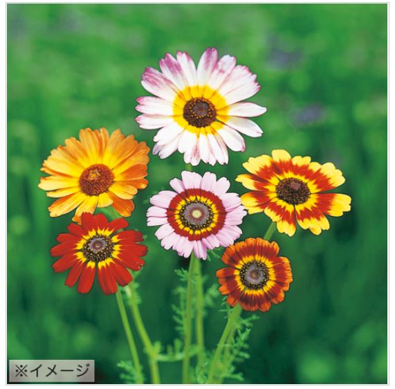 タキイ種苗 花種 花輪菊 メリー混合 M