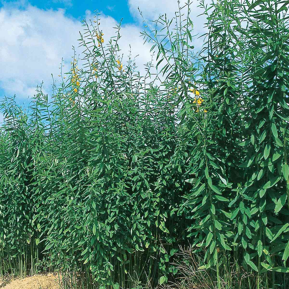 乐天商城 - クロタラリア ネコブキラー 5kg (1kg×5袋) タキイ種苗 緑肥 種 緑肥 種子 緑肥 業務用 種子 緑肥 業務用 種 景観用 緑肥 種 景観用 緑肥 種子 景観用緑肥