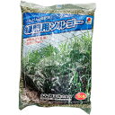 緑肥 ソルガム 緑肥用ソルゴー 1kg タキイ種苗 緑肥 種 緑肥 種子 ソルゴー 種 ソルゴー 種子 緑肥 業務用 種子 緑肥 業務用 種 ソルゴーの種