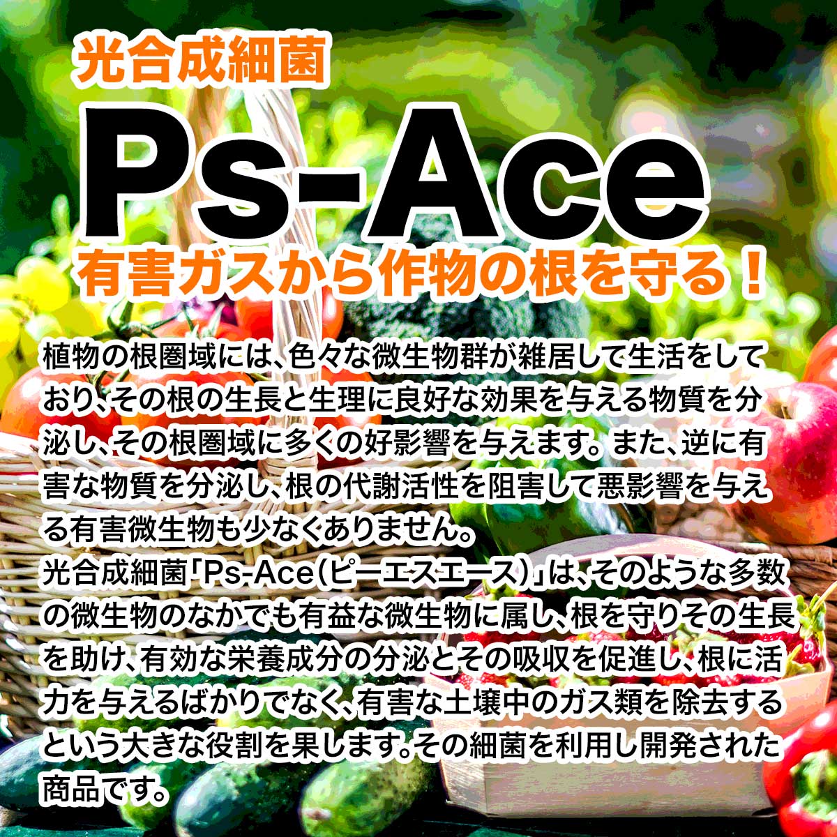 法人限定 光合成細菌 Ps-Ace 10L ×20箱 丸吉産業 ピーエスエース 土壌改良 微生物 ...