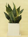 観葉植物サンスベリア(サンセベリア)虎の尾白陶器鉢仕立て【空気清浄作用大】【メッセージカード無料】P20Feb16