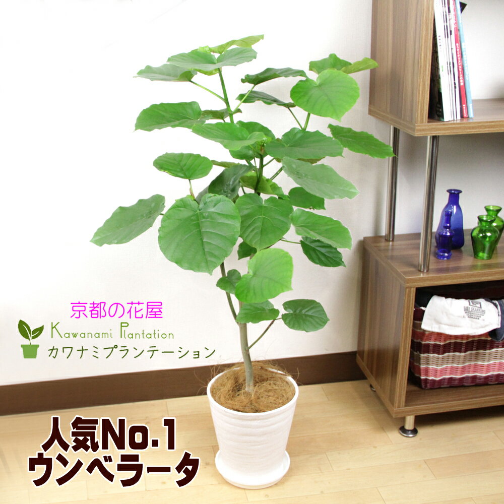 観葉植物 ウンベラータ8号10P03Dec16