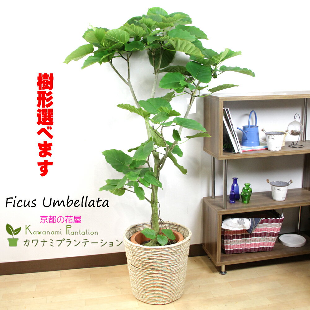 観葉植物（売れ筋ランキング） ウンベラータ10号【樹形選べます】【ラッピング無料】【立て札＆メッセージカード無料】10P03Dec16