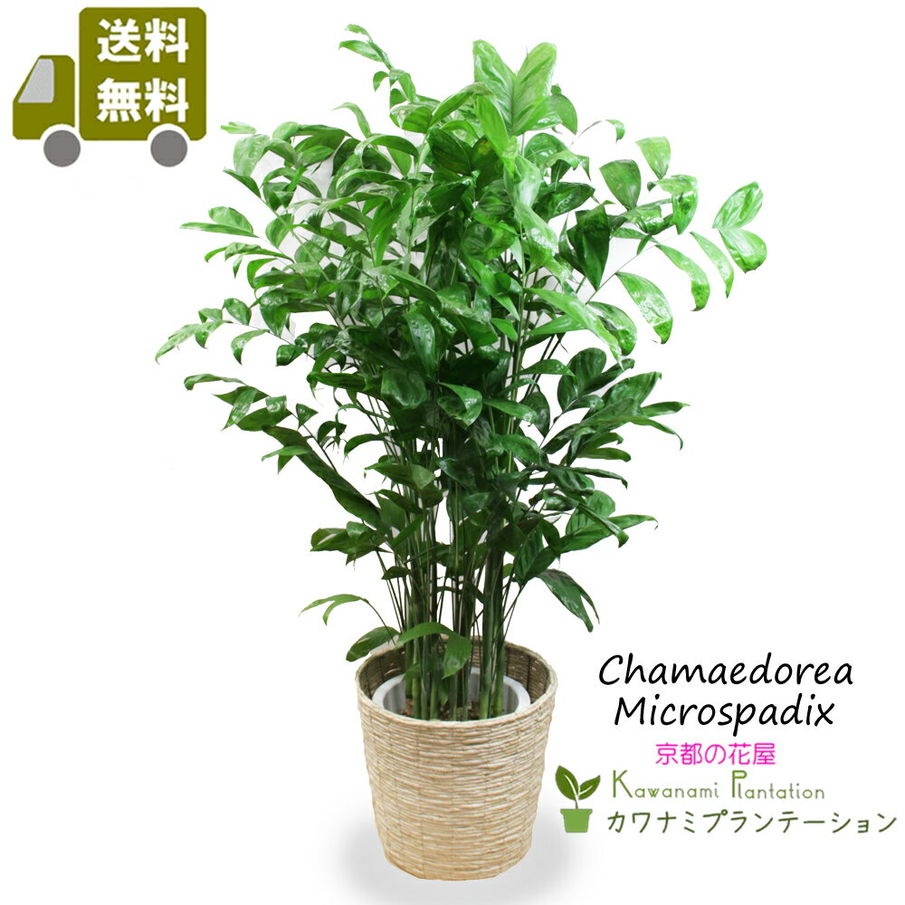 観葉植物（売れ筋ランキング） 観葉植物チャメドレア・ミクロスパディクス10号高性チャメ【送料無料】【トロピカル】【ヤシ】【立て札＆メッセージカード無料】10P03Dec16