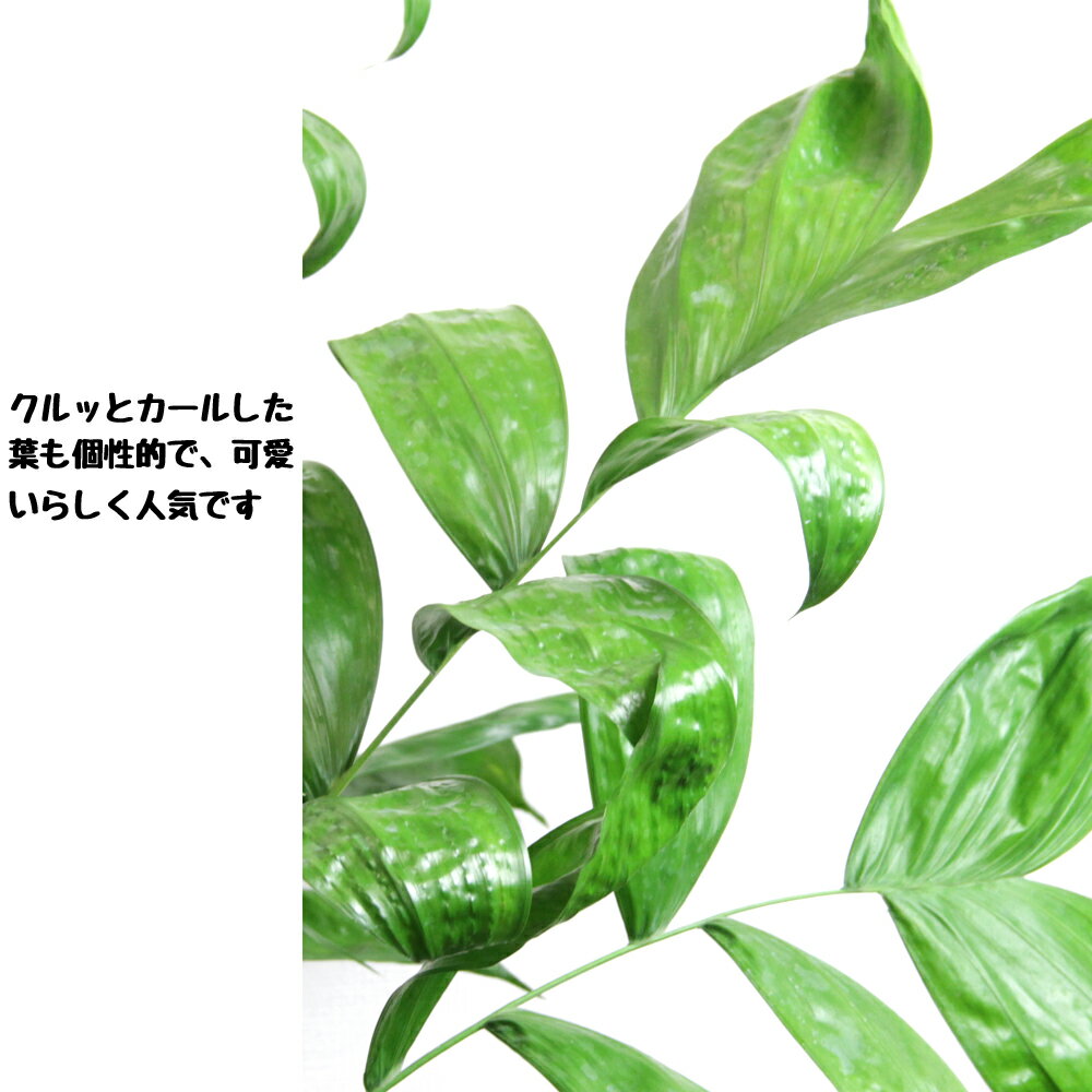観葉植物 チャメドレア ミクロスパディクス(高性チャメドレア） 10号 送料無料 大...