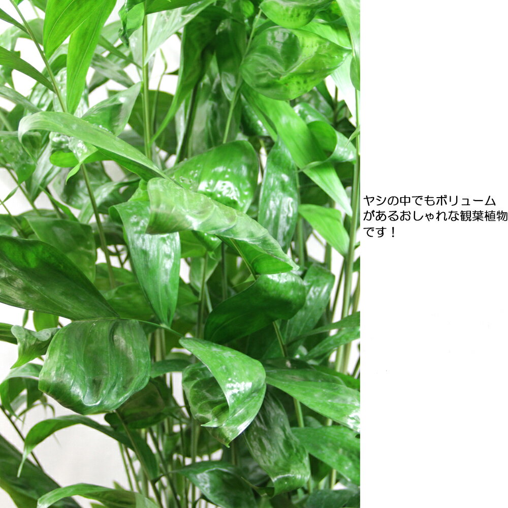 観葉植物 チャメドレア ミクロスパディクス(高性チャメドレア） 10号 送料無料 大...