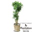 観葉植物 ソングオブジャマイカ10号【送料無料(一部地域除く)】【ラッピング無料】 16,090円