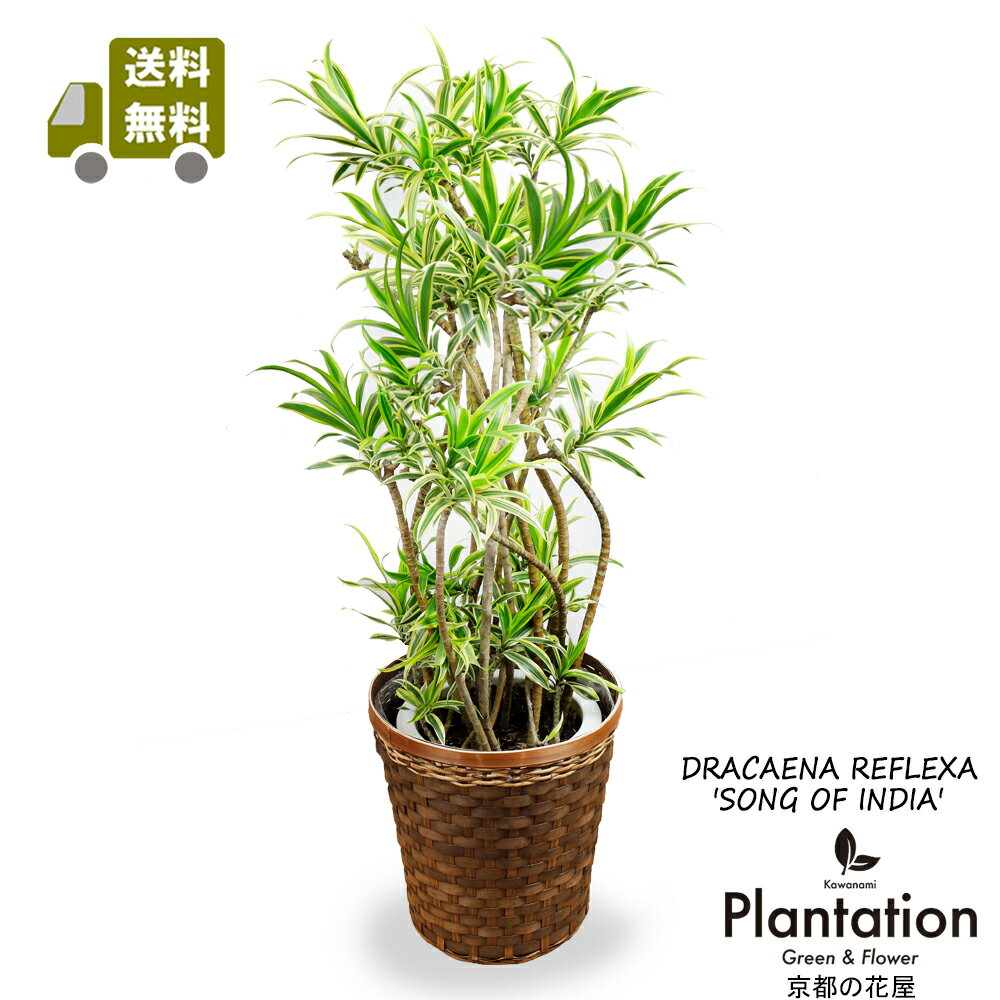 観葉植物ソングオブインディア8号