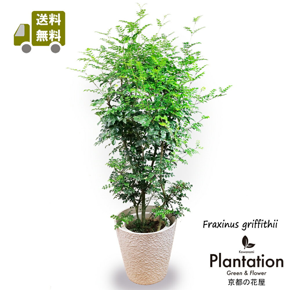 沖縄原産！シマトネリコ10号