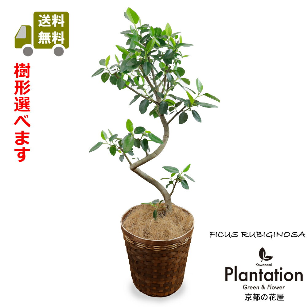 観葉植物フランスゴムの木7号幹曲が...
