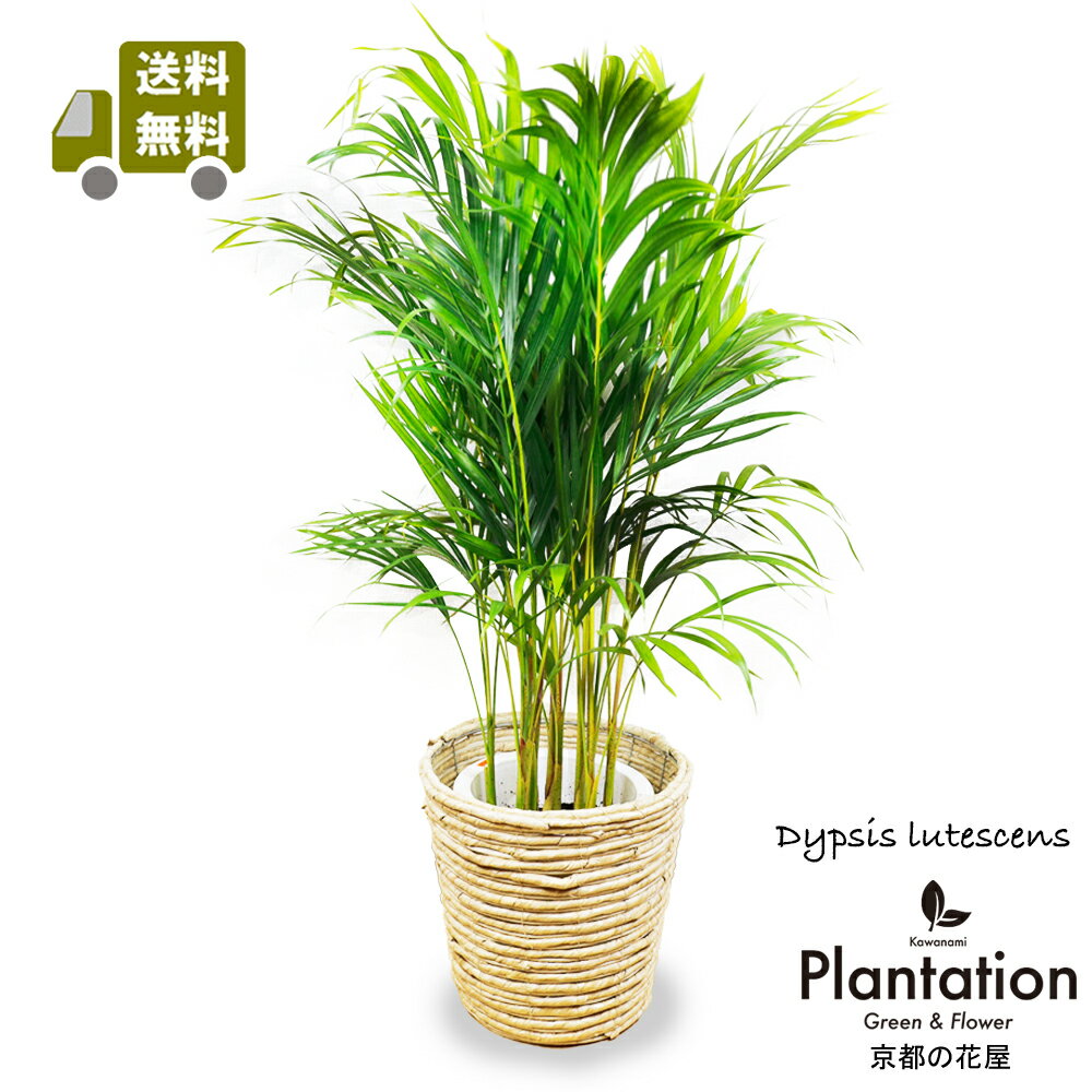 観葉植物アレカヤシ8号【送料無料】【トロピカル感満点】【大型】【立て札＆メッセージカード無料】