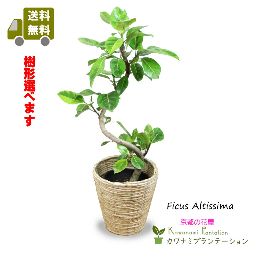 楽天市場】ゴムの木(高さ(植物)71 ~ 130.9cm)(観葉植物 楽天市場】ゴムの木(高さ(植物)71 ~ 130.9cm)(観葉植物