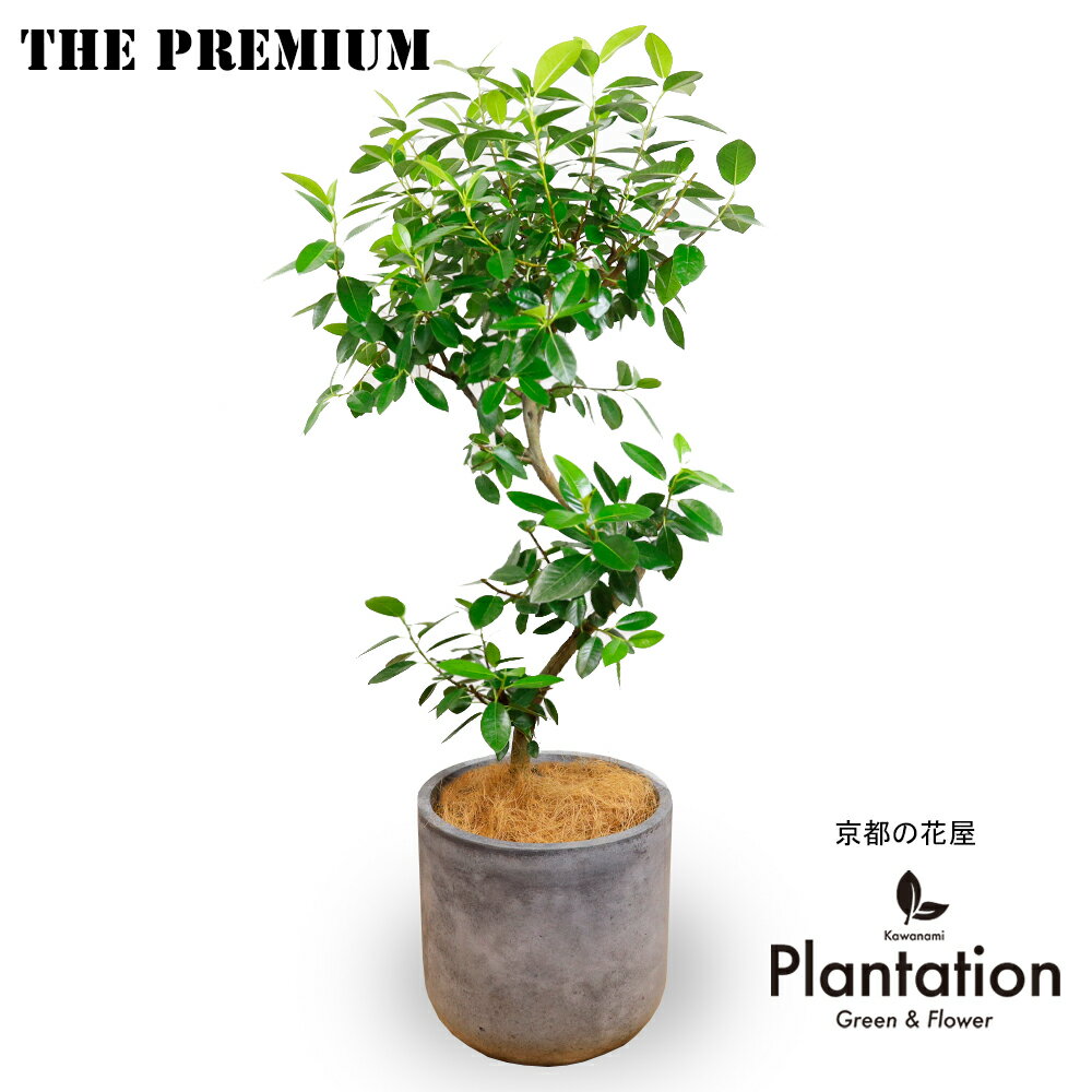 乐天商城 - 観葉植物　フランスゴムの木 8号曲がり 大型 軽量ファイバークレイ陶器鉢セット 育てやすい ゴムのキ