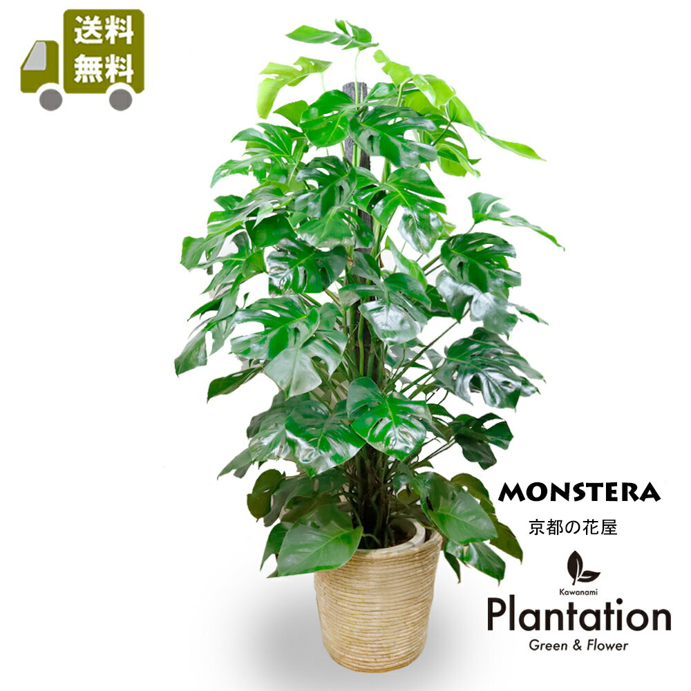 楽天市場】観葉植物(種類(植物)オーガスタ,モンステラ・高さ 楽天市場】観葉植物(種類(植物)オーガスタ,モンステラ・高さ