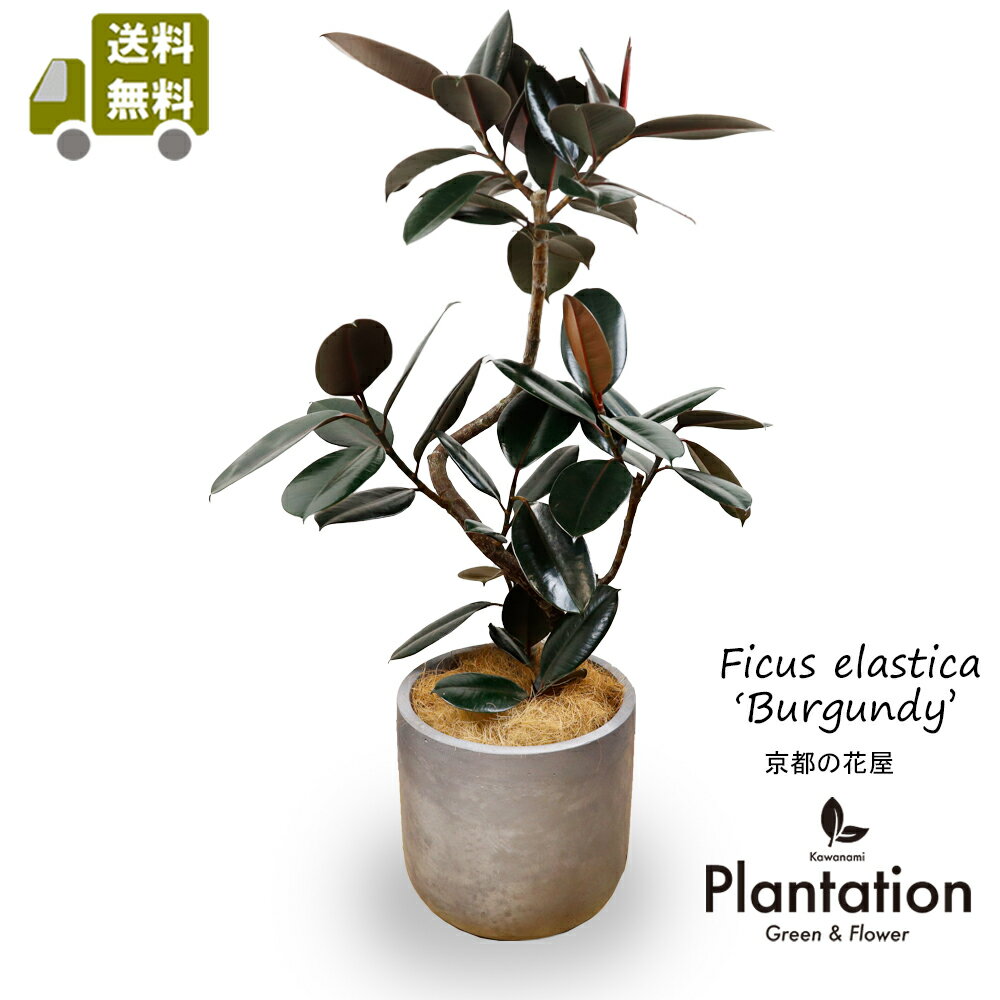 楽天市場】フィカス バーガンディ(観葉植物|花・観葉植物 楽天市場】フィカス バーガンディ(観葉植物|花・観葉植物